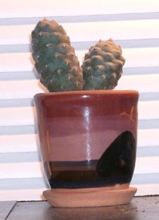 Tephrocactus_articulatus_1